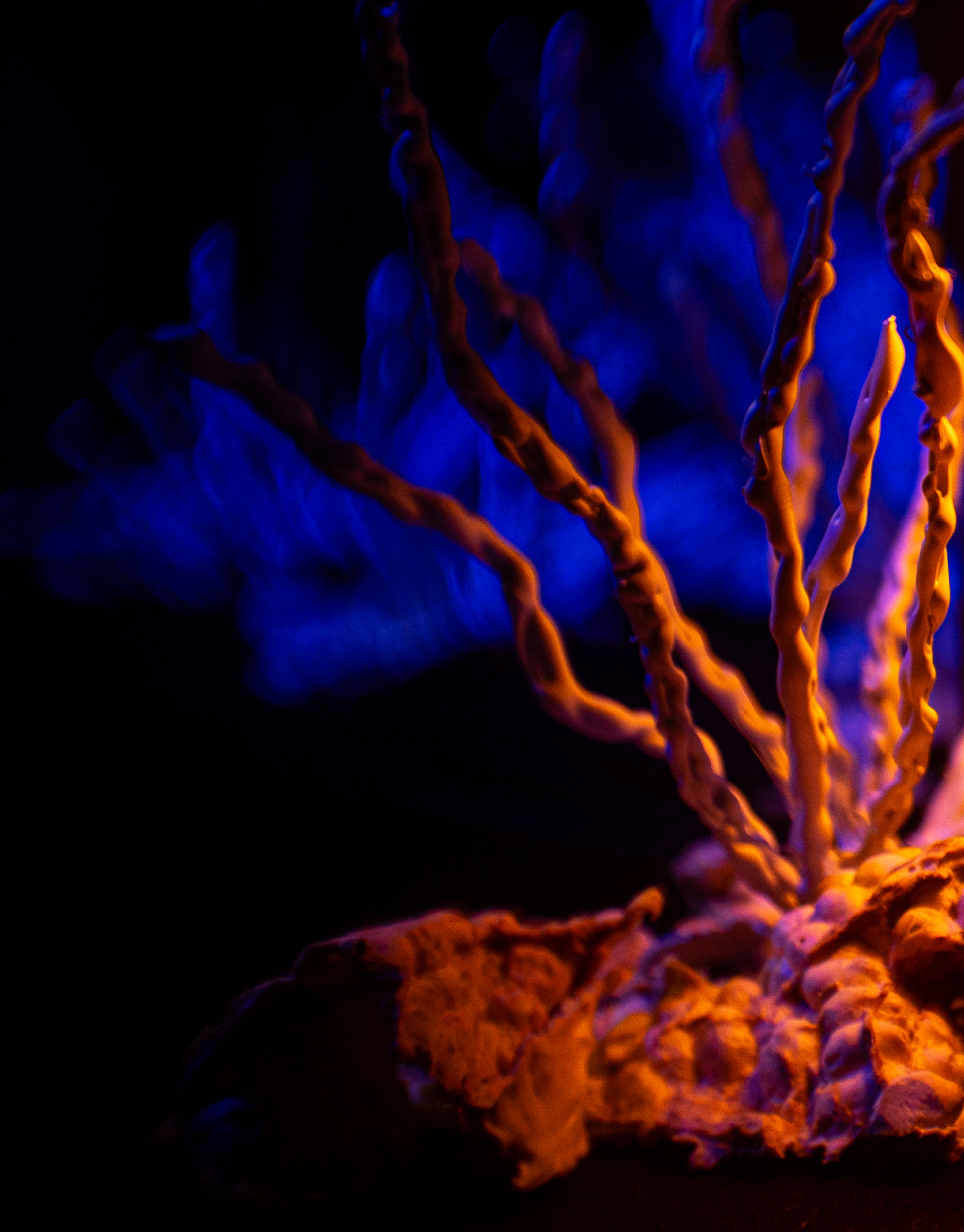 Chorale coral detail